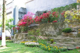 九龍坡 開展城市提升春季行動,打造高品質(zhì)園林綠化景觀