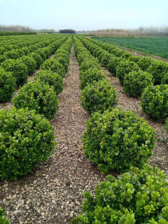 廊架施工、園林養(yǎng)護(hù)綠化、承接綠化工程綠化養(yǎng)護(hù)庭院設(shè)計