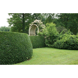 園林綠化專業施工,園林綠化,懋懋園林工程不錯哦